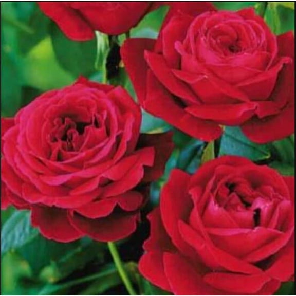 PEMDASGARDEN 30+ Red Mr. Lincoln Hybrid Tea Plant Seeds, GMO Free Perennial
