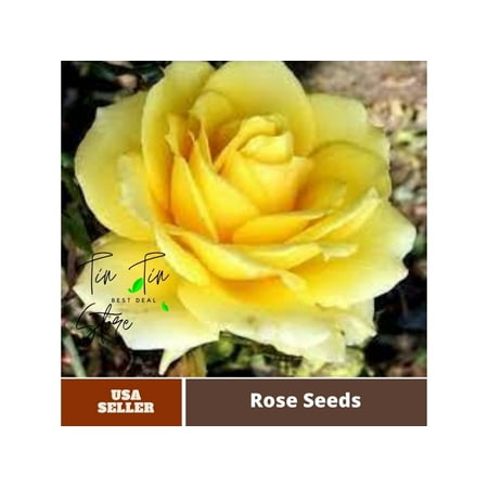 PEMDASGARDEN 30 Rose Bush Plant Seeds (4 Pack), Exotic