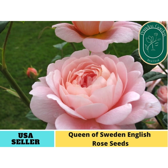 PEMDASGARDEN 32+ Seeds Queen of Sweden English Rose Seeds, GMO Free and Perennial