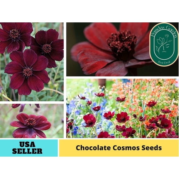 PEMDASGARDEN 50 Futaba Rare Chocolate Cosmos Seeds Plant Seed