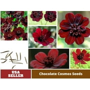 PEMDASGARDEN 50 Rare Chocolate Cosmos Flower Seeds, Easy to Grow