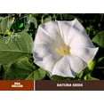 thumbnail image 1 of PEMDASGARDEN White Devils Trumpet Datura, 25 Seeds Pack, 1 of 4