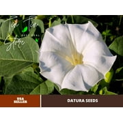 PEMDASGARDEN White Devils Trumpet Datura, 25 Seeds Pack