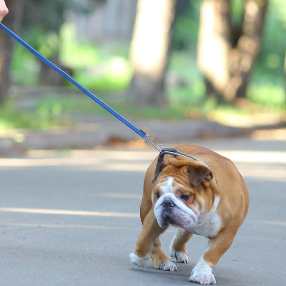 PENIKOKO 3-Pack Zinc Alloy Dog Leash Carabiner Clips with Electroplated Finish for Secure Pet Leash Attachment