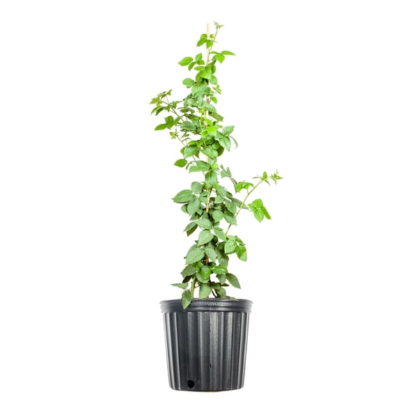 PERFECT PLANTS PrimeArk Freedom Blackberry Bush