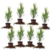PERFECT PLANTS Thuja Green Giant 1 Gallon 8-Pack | Privacy Evergreen Arborvitae | Adaptable Lush Green Foliage