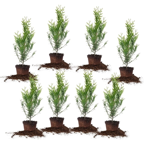 PERFECT PLANTS Thuja Green Giant 1 Gallon 8-Pack | Privacy Evergreen Arborvitae | Adaptable Lush Green Foliage