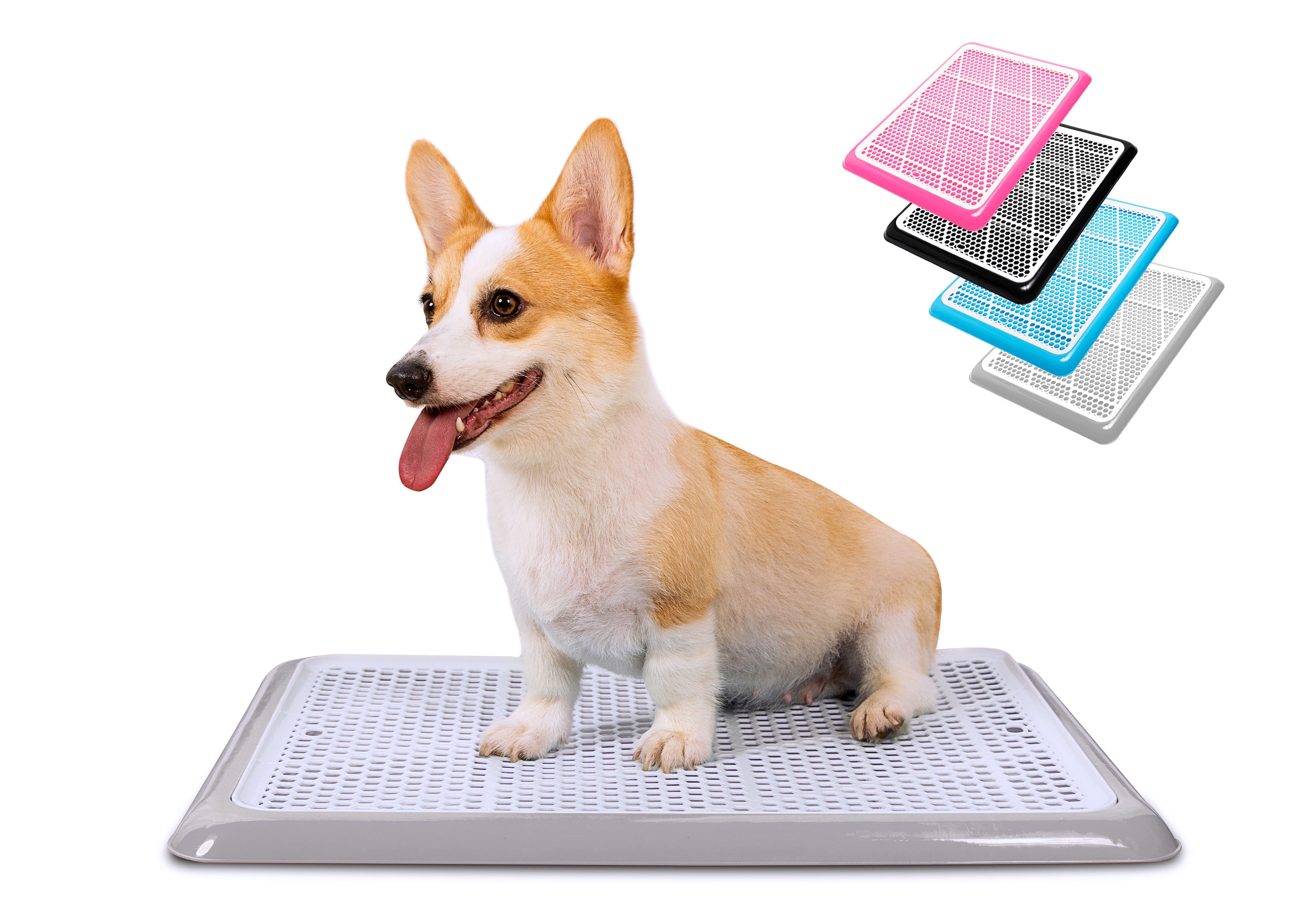 Potty Training Dogs: Master the Art Effortlessly