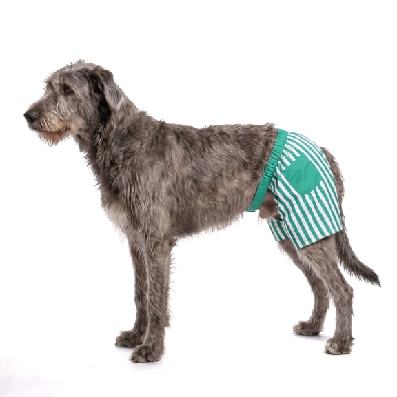 Vibrant Life Striped Dog Swim Trunks, Green and White, Large