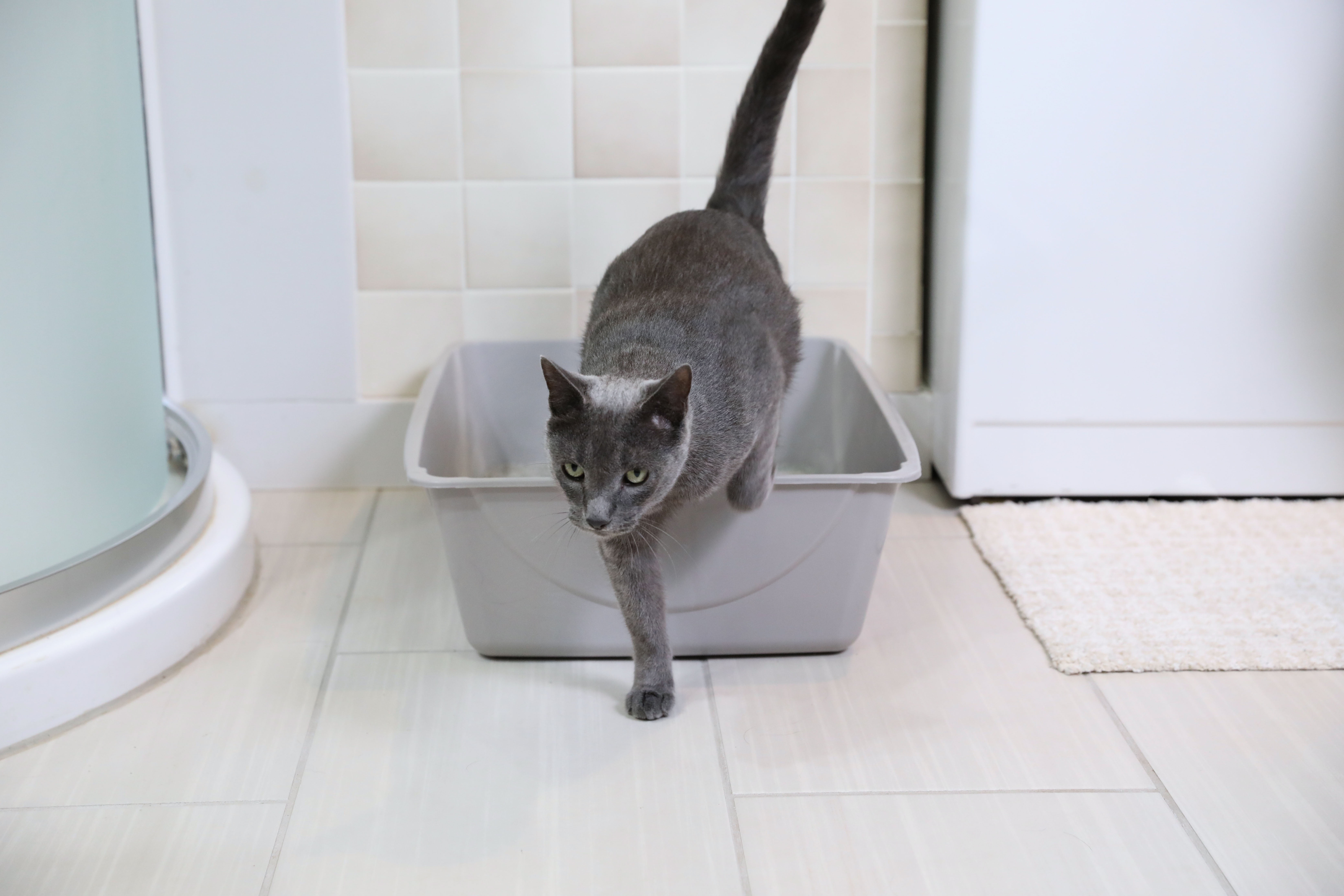 Jumbo Gray Eco-Friendly Plastic Open Top Litter Box