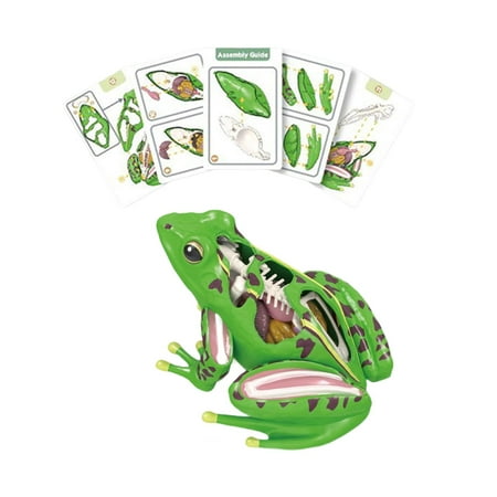 PETSOLA 4D Realistic Frog Dissection Model ,Science Kit, Detachable Gift ,DIY Educational Toy Educational Teaching Equipment for Kids