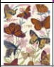PG MW MED BUTTERFLY