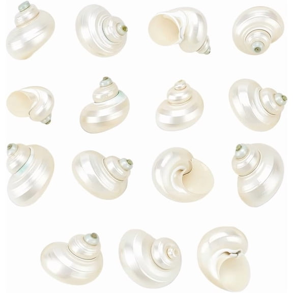 PH 15pcs Natural White Shells 1 inch No Hole Spiral Seashells Natural Satin Turbo Shells for Crafts Vase Fillers Fish Beach Theme Party Wedding Dector Jewellery Making colorful