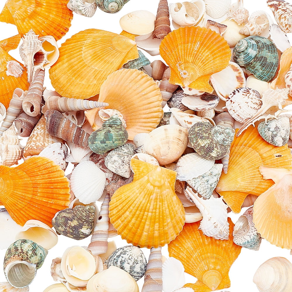 PH 300+ Mixed Seashells Natural Sea Shells Ocean Beach Seashells ...