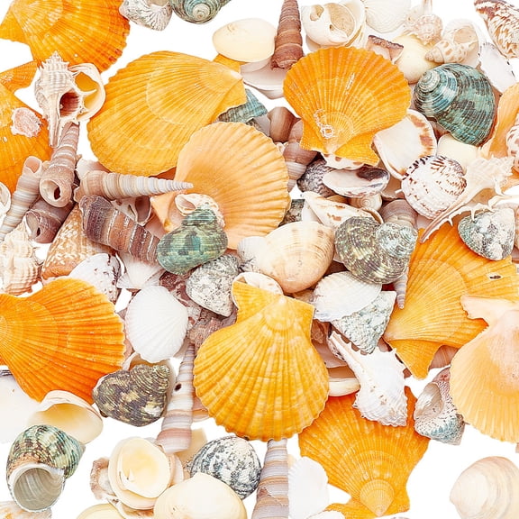 PH 300+ Mixed Seashells Natural Sea Shells Ocean Beach Seashells Decorative Shells Scallop Conch Marine Shells