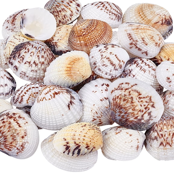 PH 40pcs Natural Scallop Shells 0.8~1.4 inch No Hole/Undrilled Scallop Seashell Beach Seashells Charm Flat Summer Sea Shell for Beach Party Vase