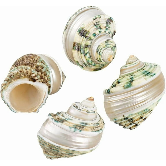 PH 4pcs Hermit Crab Shells 2.1~2.3 inch Natural Large Sea Shells Turbo Seashells Opening Mouth 1~1.1 inch Crab Sea Shell for Fish Beach Party Decoration Crafts Making Mixed Color
