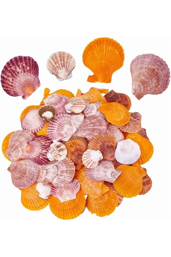 PH 80pcs 4 Styles Natural Scallop Shells 1.4~2.7 inch No Hole/Undrilled Scallop Seashell Colorful Beach Seashells Charm Summer Sea Shell for Beach Themed Party Vase Fillers Jewelry Crafting