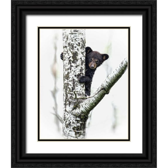 PHBurchett 15x18 Black Ornate Wood Framed with Double Matting Museum Art Print Titled - Bears at Play V