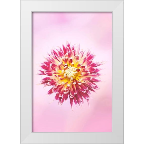 PHBurchett 17x24 White Modern Wood Framed Museum Art Print Titled - Exotic Flower Burst I
