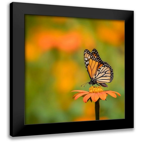 PHBurchett 20x20 Black Modern Framed Museum Art Print Titled - Butterfly Portrait IV