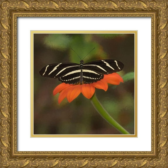 PHBurchett 20x20 Gold Ornate Wood Framed with Double Matting Museum Art Print Titled - Butterfly Portrait VII