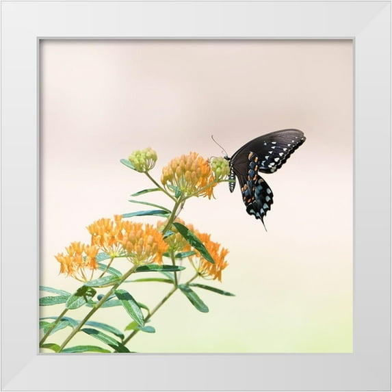 PHBurchett 20x20 White Modern Wood Framed Museum Art Print Titled - Butterfly Portrait II