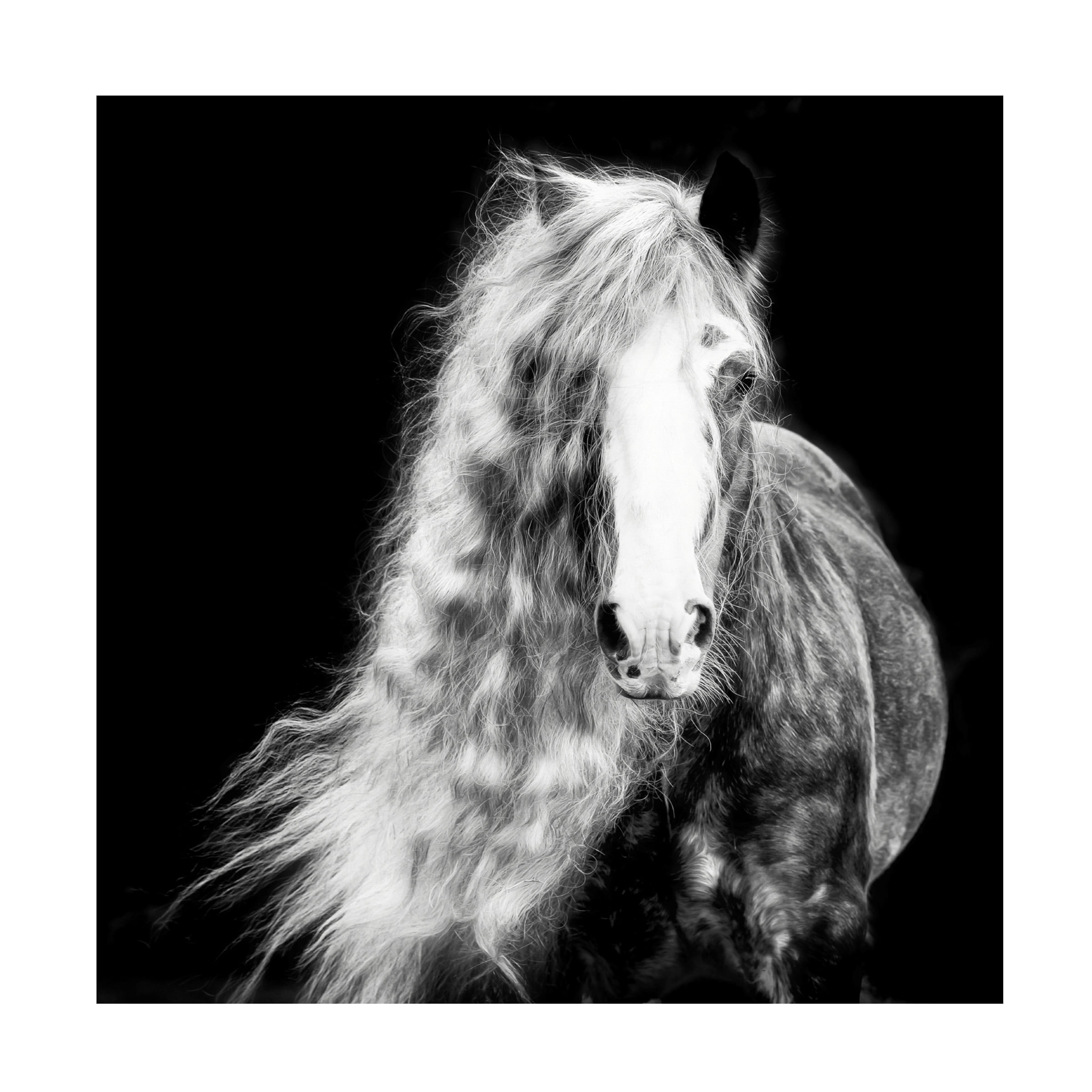 PHBurchett 'Black and White Horse Portrait I' Canvas Art