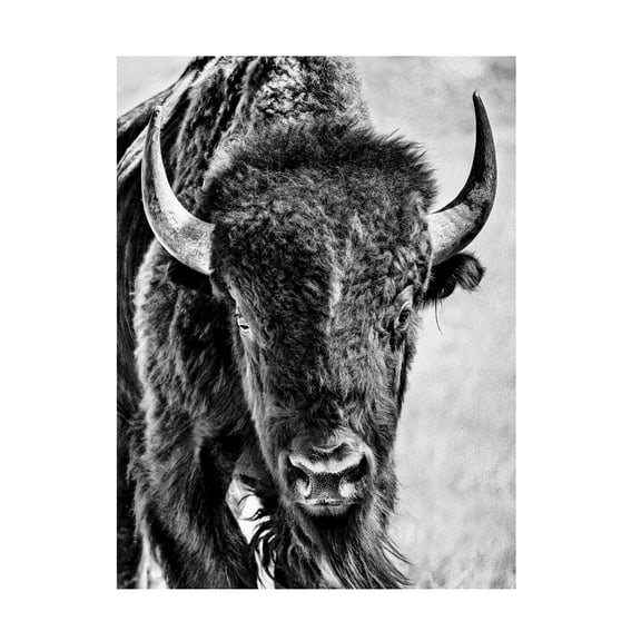 Trademark Fine Art PHBurchett Buffalo Portrait Canvas Wall Art - 18x24