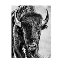 Trademark Fine Art PHBurchett Buffalo Portrait Canvas Wall Art - 18x24