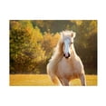 thumbnail image 1 of PHBurchett 'Golden Lit Horse IV' Canvas Art, 1 of 3