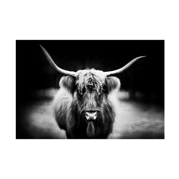 PHBurchett 'Photography Study Highland Cattle' Canvas Art