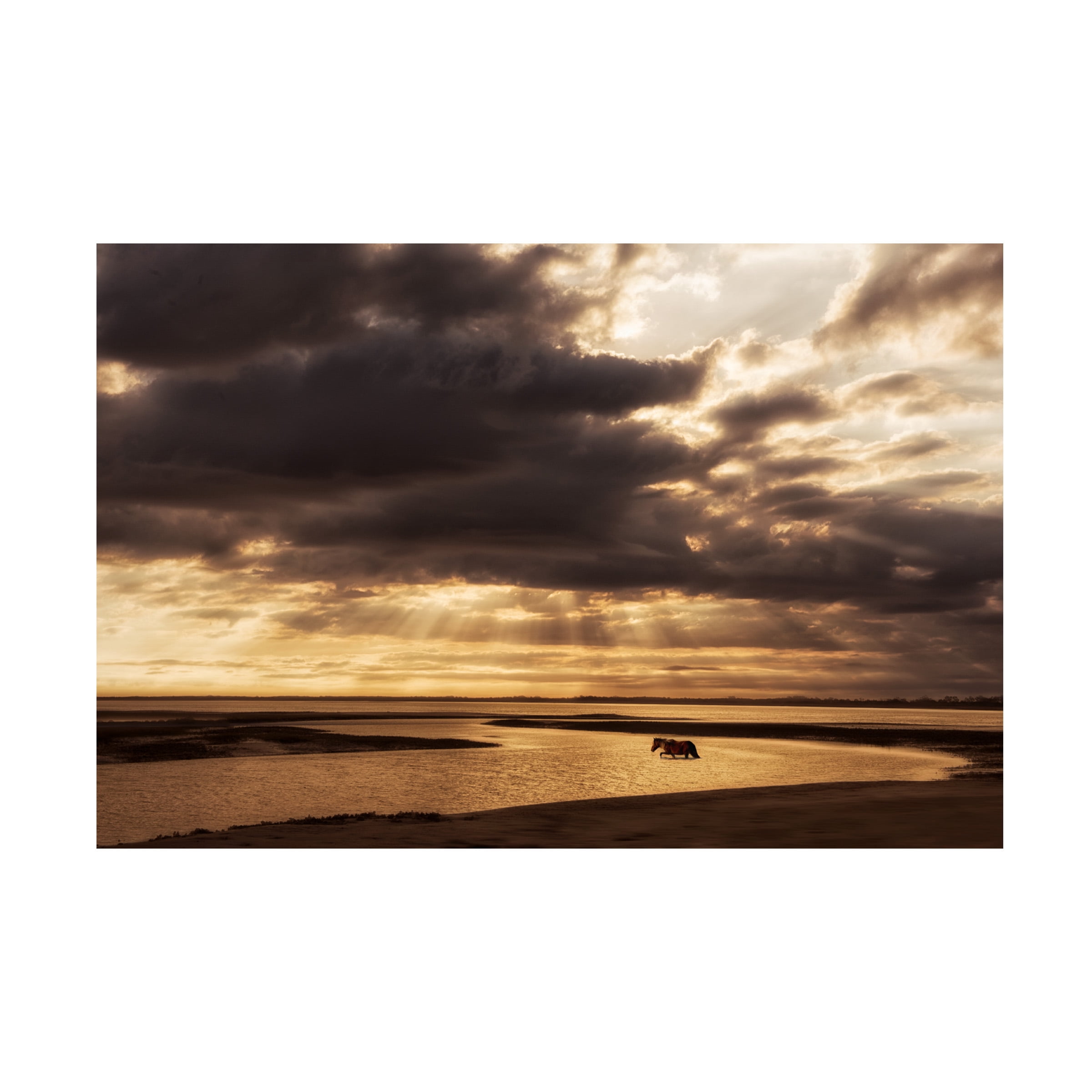 "Deep Sleep" Bear Canvas Wall Art By PHBurchett - 24x47 Inches, Gallery Wrapped, Ready To Hang, Made In USA