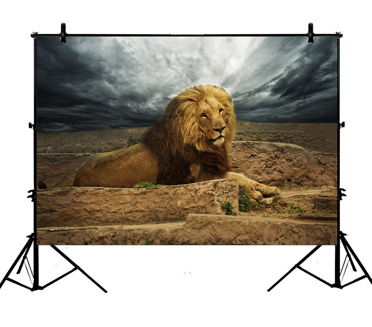 PHFZK 7x5ft Nature Landscape Backdrops, African Lion in the Desert ...