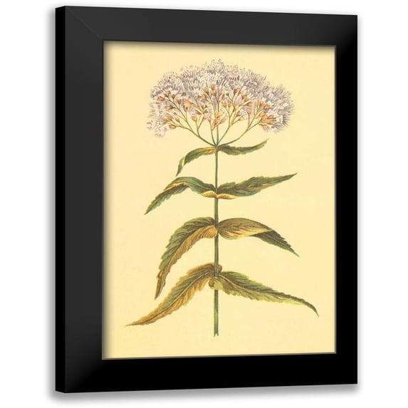 PI Collection 11x14 Black Modern Framed Museum Art Print Titled - Boneset and Ague Weed