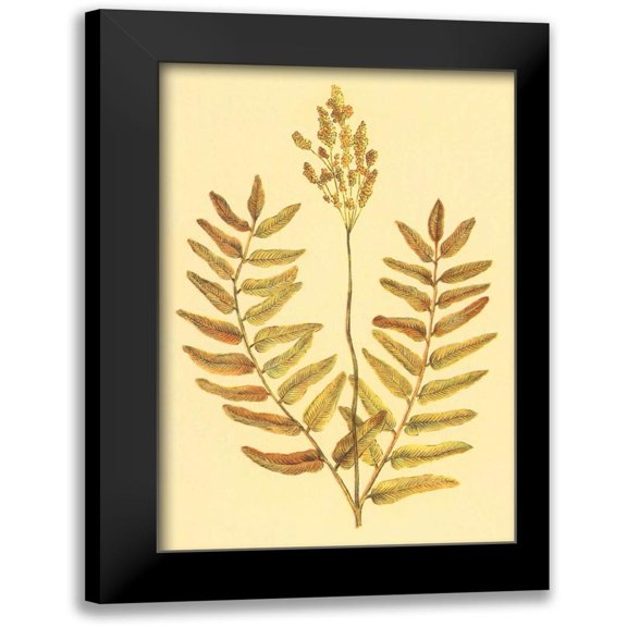 PI Collection 11x14 Black Modern Framed Museum Art Print Titled - Flowering Fern