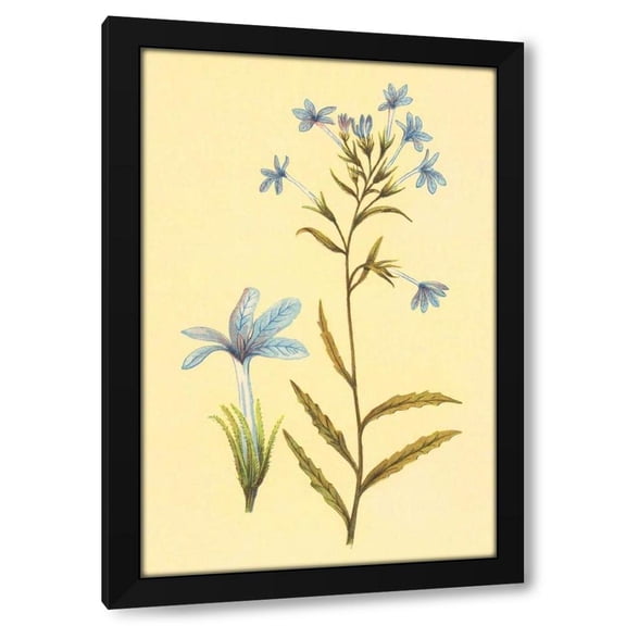 PI Collection 11x14 Black Modern Wood Framed Wall Art Titled - Palmerella Debillis Serratta