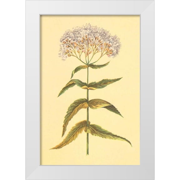 PI Collection 11x14 White Modern Wood Framed Museum Art Print Titled - Boneset and Ague Weed