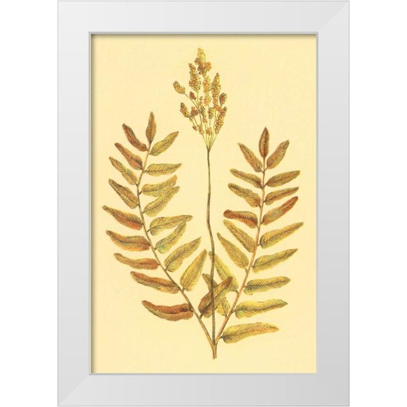 PI Collection 11x14 White Modern Wood Framed Museum Art Print Titled - Flowering Fern