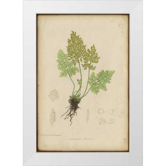 PI Collection 11x14 White Modern Wood Framed Museum Art Print Titled - Roots