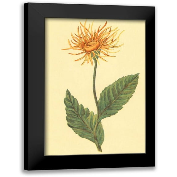 PI Collection 13x18 Black Modern Framed Museum Art Print Titled - Ellecampane