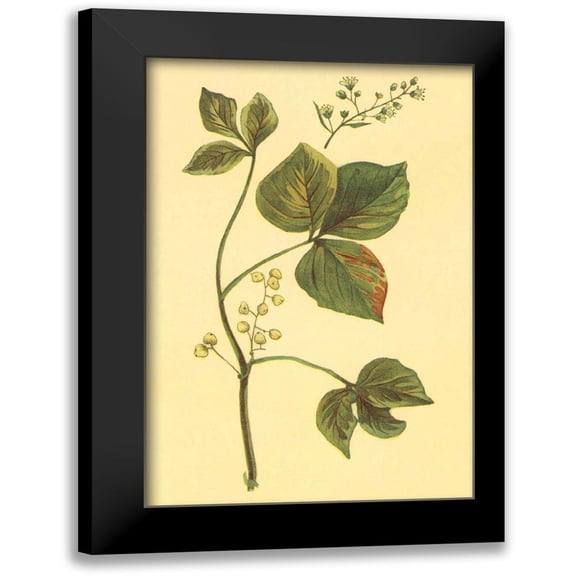PI Collection 13x18 Black Modern Framed Museum Art Print Titled - Poison Ivy and Poison Oak