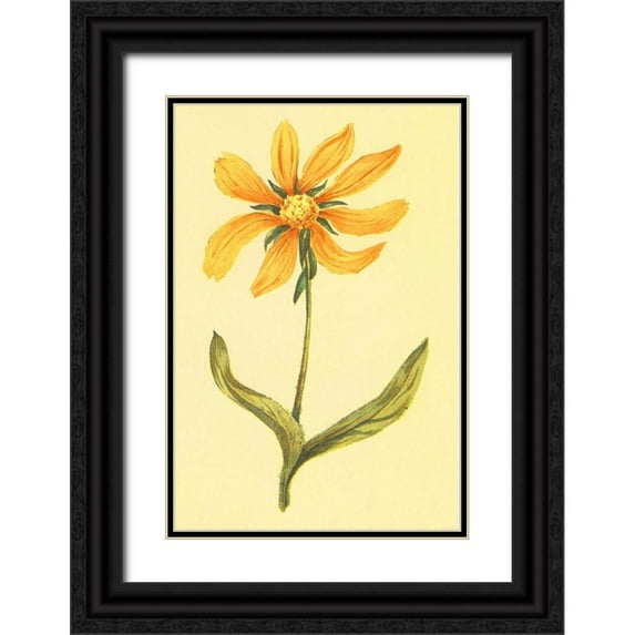 PI Collection 13x18 Black Ornate Wood Framed with Double Matting Museum Art Print Titled - Arizona Wyethia