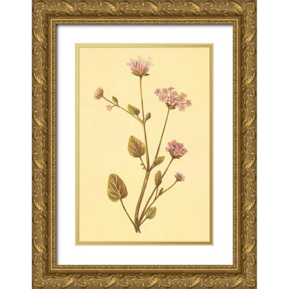 PI Collection 13x18 Gold Ornate Wood Framed with Double Matting Museum Art Print Titled - Abronia Turbinata