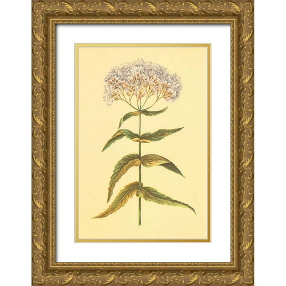 PI Collection 13x18 Gold Ornate Wood Framed with Double Matting Museum Art Print Titled - Boneset and Ague Weed