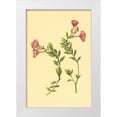 thumbnail image 1 of PI Collection 13x18 White Modern Wood Framed Museum Art Print Titled - Epilobium Rigidum, 1 of 4