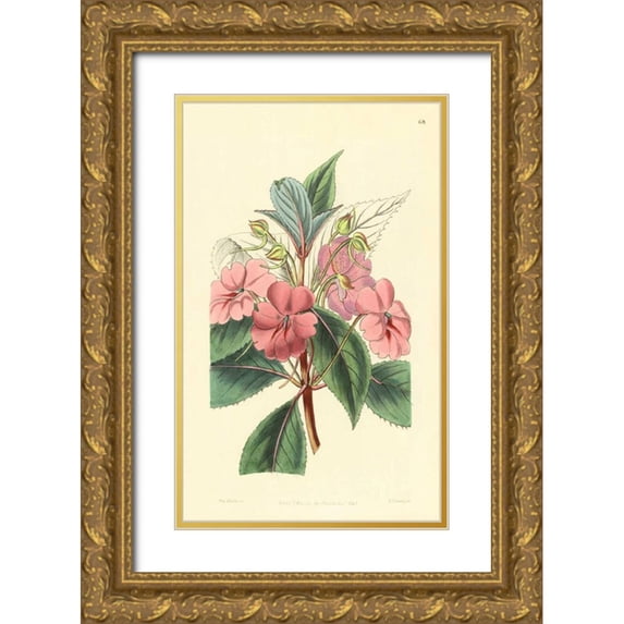 PI Collection 16x24 Gold Ornate Wood Framed with Double Matting Museum Art Print Titled - Impatiens Platypetala