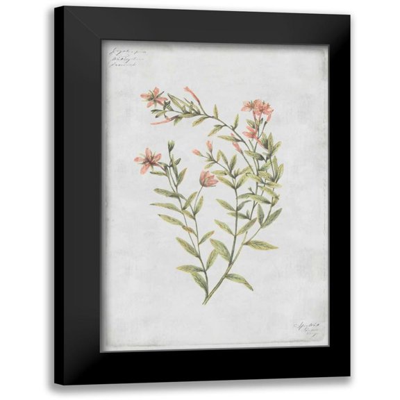 PI Collection 17x24 Black Modern Framed Museum Art Print Titled - Buds Vol. IV Tav