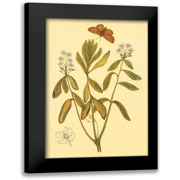 PI Collection 17x24 Black Modern Framed Museum Art Print Titled - Labrador Tea