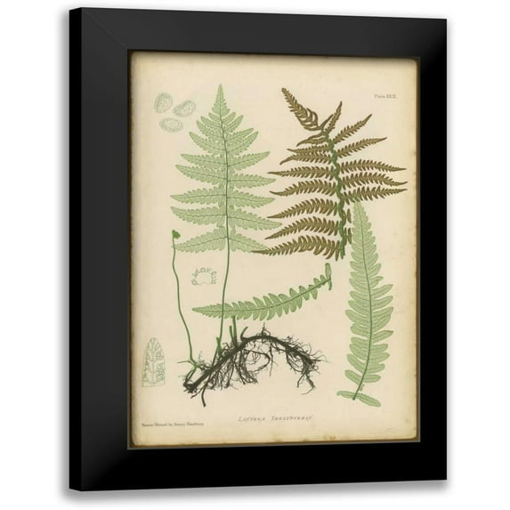 PI Collection 17x24 Black Modern Framed Museum Art Print Titled - Lastrea Thelypteris